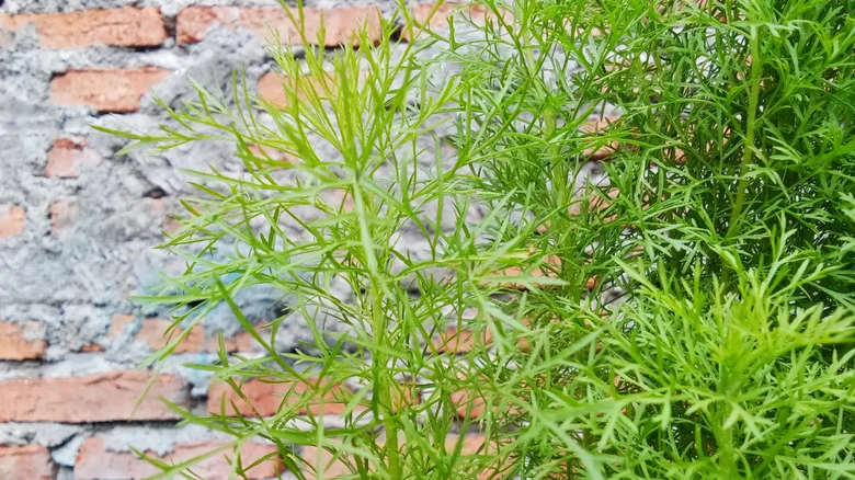 Everything To Know About Planting Southernwood, A Perennial Favorite