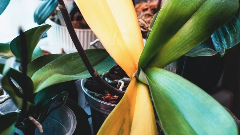 Everything To Know About Why Your Orchid Leaves Are Turning Yellow