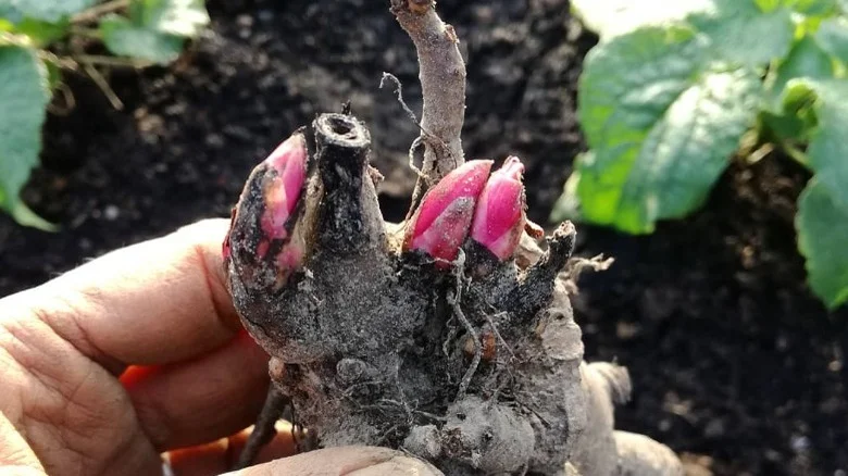 Everything You Need To Know About Transplanting Peonies