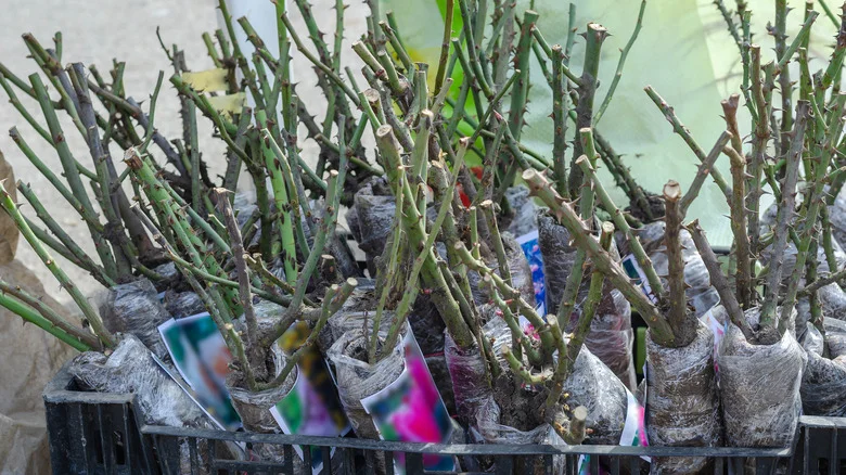 Everything You Need To Know To Plant Bare Root Roses