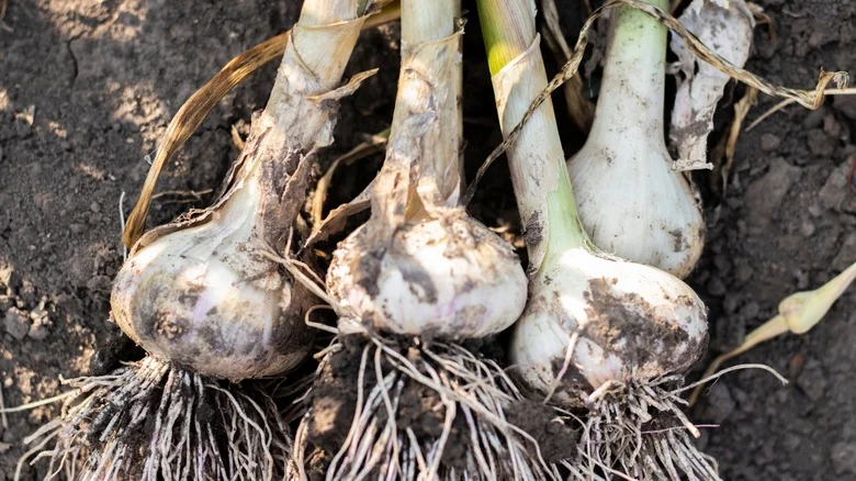 Everything You Need To Know To Water Your Garlic