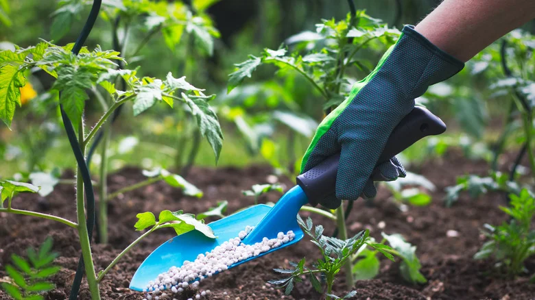 Exactly How Often You Should Fertilize Tomato Plants (And Why It Matters)