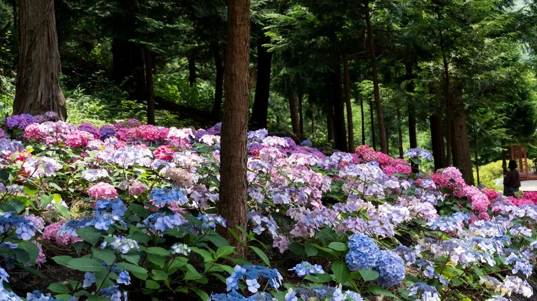 Expert Gardener Gives An Important Tip For Planting Hydrangeas On A Slope