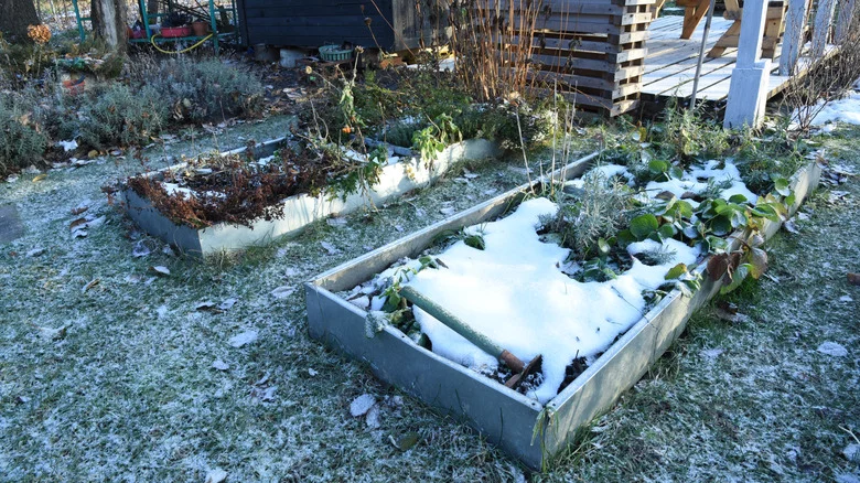 Extend The Growing Season In Your Garden With This Easy Container Hack