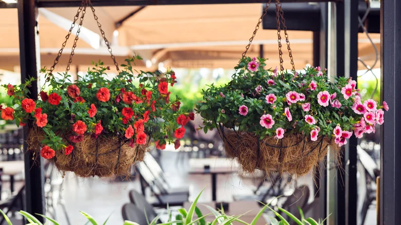 Extend The Life Of Hanging Basket Flower Blooms With An Affordable Item From Amazon