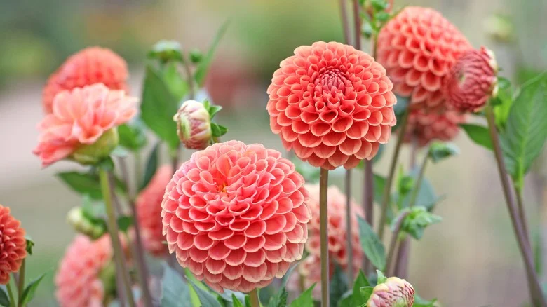 Extend The Life Of Your Dahlias With This Smart Gardening Hack