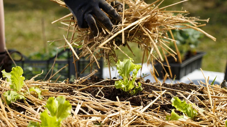 EZ Straw: Is This TikTok-Approved Product Worth Using In The Garden?