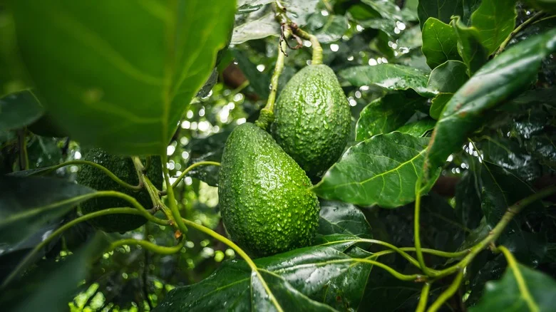 Fall Fertilizer Tips You Should Follow For Avocado Trees