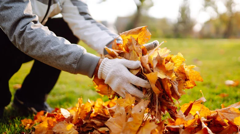 Fall Leaf Removal Just Got Easier Thanks To Costco’s Powerful Lawn Tool