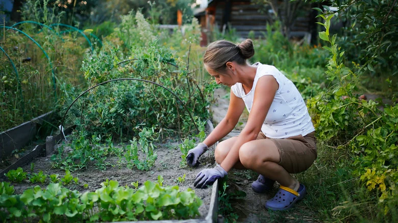Fast-Spreading Invasive Herbs That Can Take Over Your Garden If You’re Not Careful
