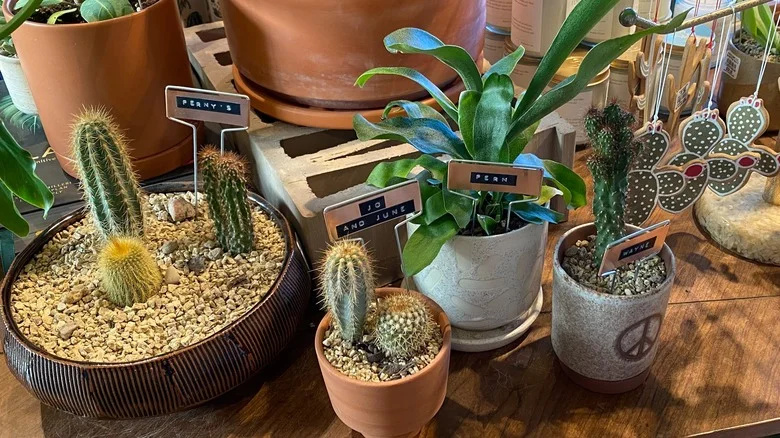 Ferny’s At Magnolia Tells Us How To Create Drainage In Houseplant Pots With Zero Drilling