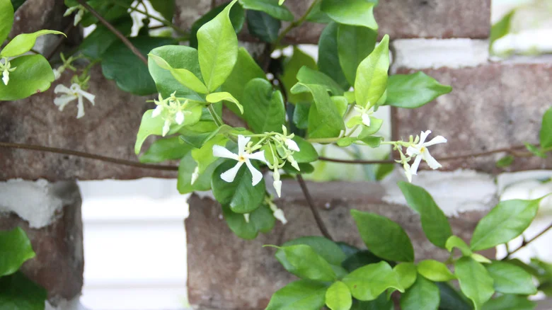 Fertilize Star Jasmine The Right Way For An Extra Burst Of Fragrance