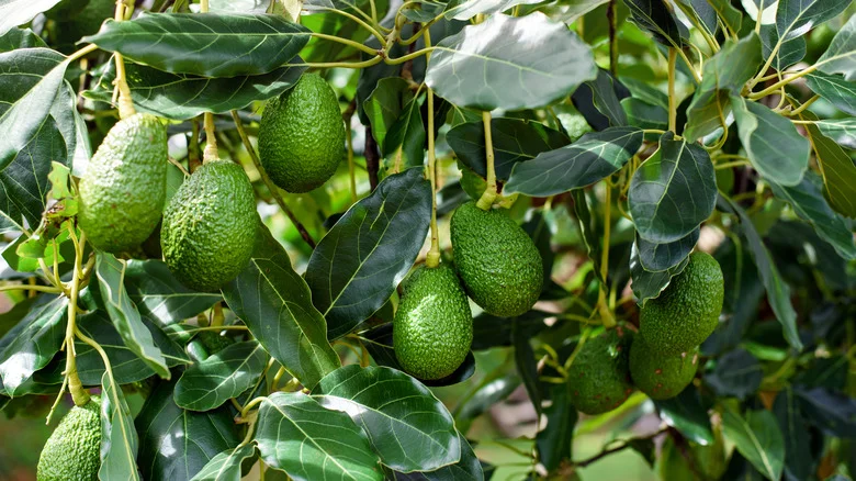 Fertilize Your Avocado Tree With This Common Household Ingredient