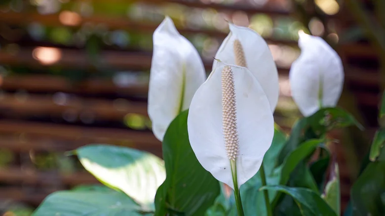 Fertilize Your Peace Lilies With Common Household Items