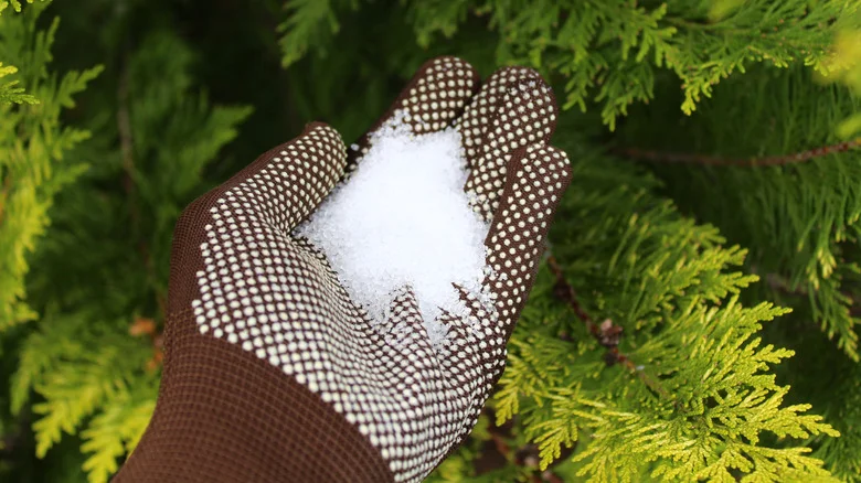 Fertilizing Citrus Trees With Epsom Salt: A Budget-Friendly Hack Or Garden Nightmare