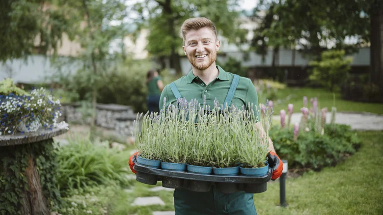 Fill Your Garden With Free Lavender Using This Simple Propagation Technique