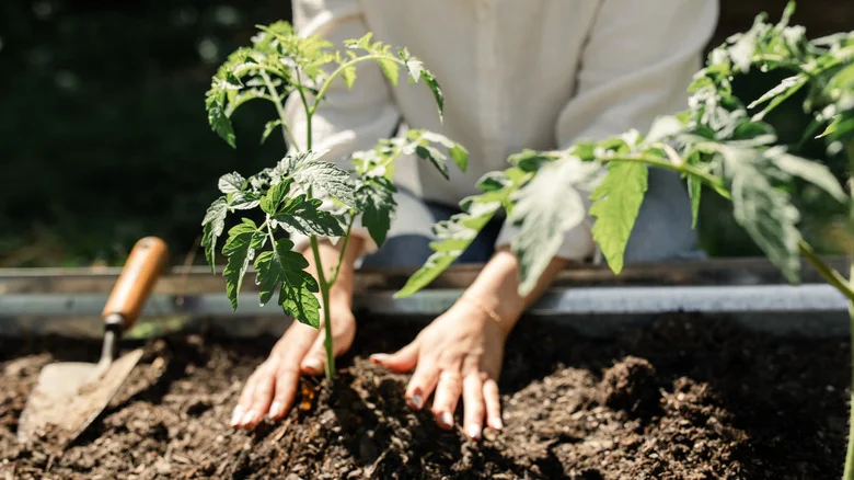 Fill Your Garden With More Fresh Tomatoes Using A Simple Gardening Trick