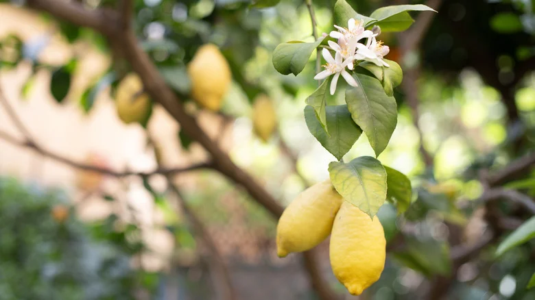 Fill Your Garden With More Juicy Fruits With An Easy Lemon Tree Propagation Method