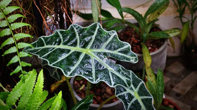 Finally Enjoy Houseplants With No Or Low Light With This Freebie Hack