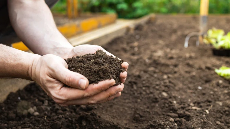 Fix Soil Moisture Retention With A Toilet Paper Tube Hack