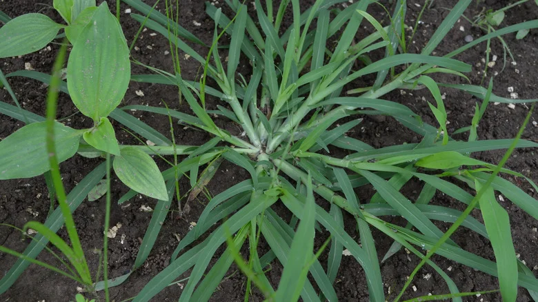 Fixing Your Crabgrass Problem Will Take Time, But Here’s The First Big Step