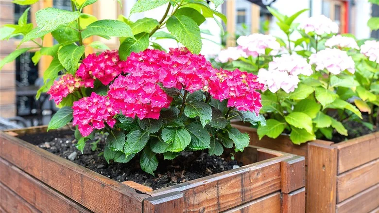 Flowers You’ll Adore If You Love Hydrangeas