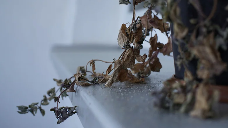 Foolproof Ways To Bring Your Dying Mint Plants Back To Life