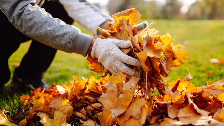 For The Best Results, This Is When You Should Clear The Leaves From Your Yard