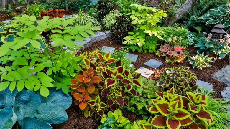 Forget Hostas: Here’s An Annual Flower That Adds Color To Shaded Landscapes