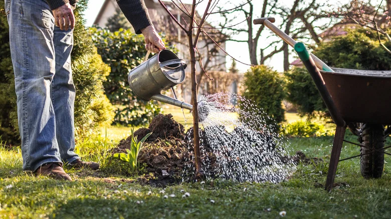 Forget The Fence: Plant This Tree For Natural Privacy And A Delicious Harvest