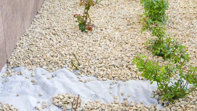 Forget Weed Barriers: Keep Weeds Out Of Your Gravel Garden Beds Using Herbs Instead