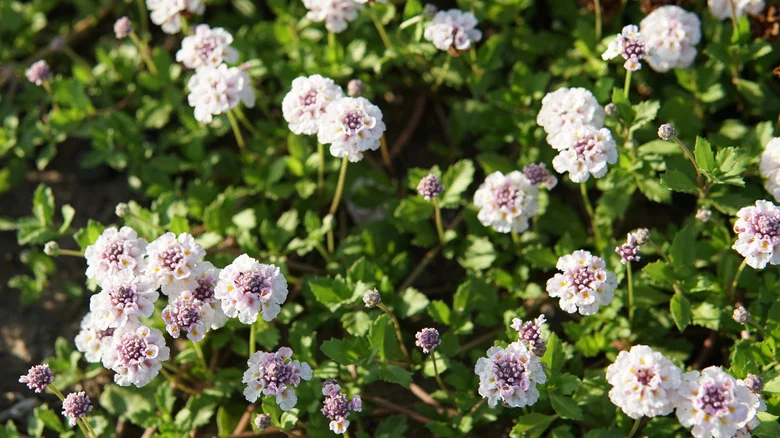 Frogfruit: The Flowering Ground Cover That’s Beneficial To Pollinators & Your Lawn