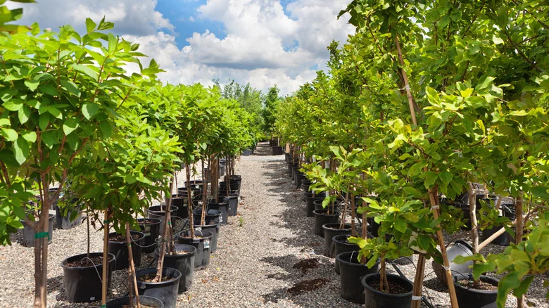 Fruit Trees That Produce The First Year After Transplanting
