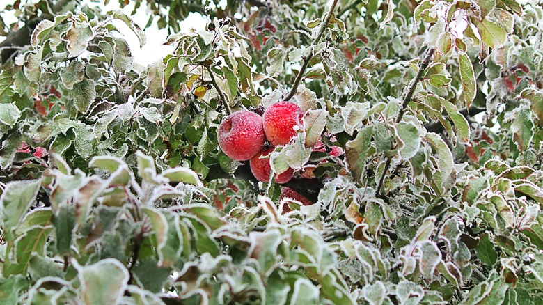 Fruit Trees You Didn’t Know You Could Grow In Colder Climates, According To Our Professional Gardener