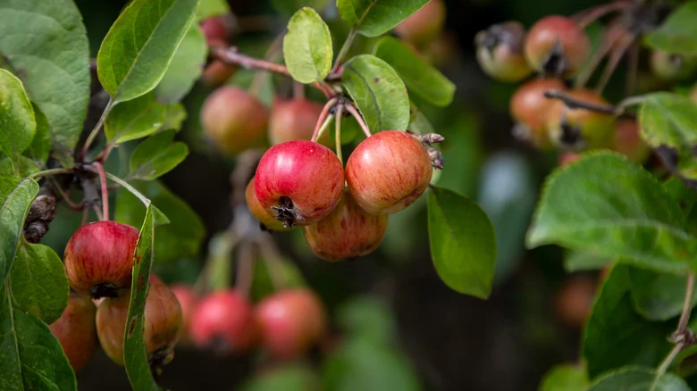 Fruiting Crabapples Are Low Maintenance, But This Downside Means A Bit Of Extra Care