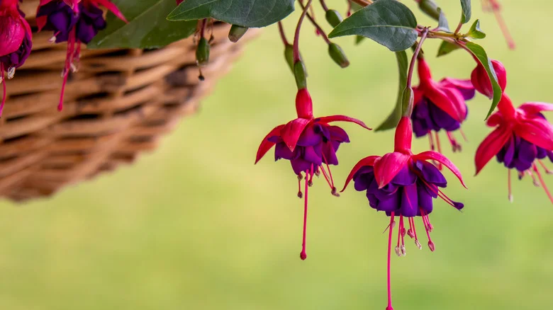 Fuchsia Dark Eyes & Hanging Baskets Are A Match Made In Hummingbird Heaven