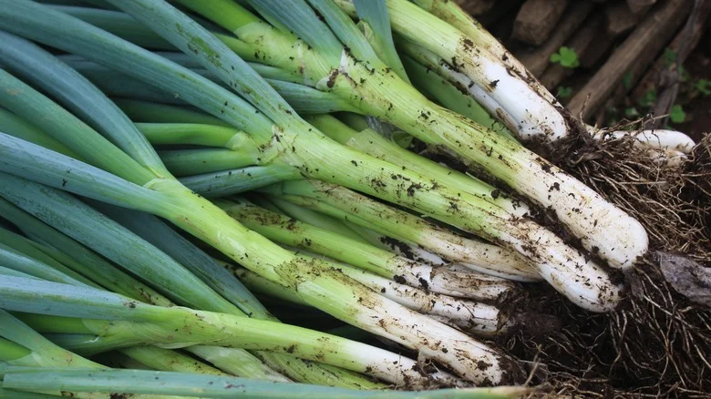 Garden Favorites You’ll Want To Avoid Growing Near Green Onions