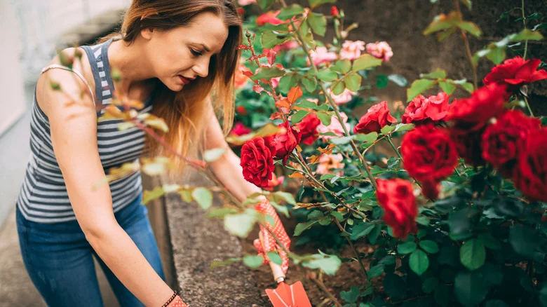 Garden Herbs To Plant Near Your Roses To Keep Pests Away