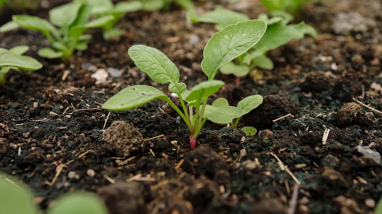 Gardener Reveals Brilliant Technique That Focuses On Soil: ‘Better Than Compost Tea’