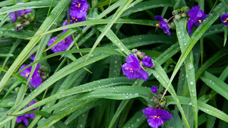 Gardener Warns: ‘Be Careful With This One’ — Native Plant Can Take Over Without Control