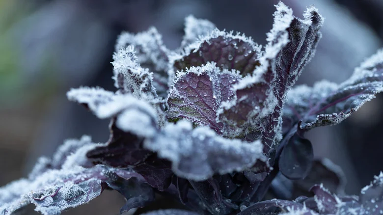 Gardeners Are Reusing Their Plastic Containers To Beat The Freeze