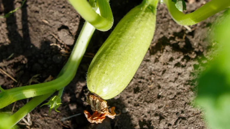 Gardeners Are Using This Common Throwaway To Keep Their Garden Produce From Rotting