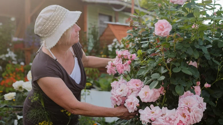 Gardeners Swear By Epsom Salt For Their Roses, But It May Not Be The Best. Here’s Why