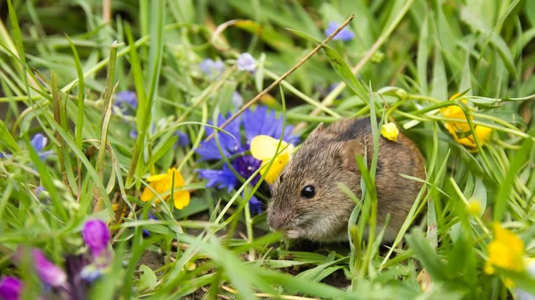 Gardeners Swear Planting Marigolds Can Repel Mice And Other Pests, But Does It Work?