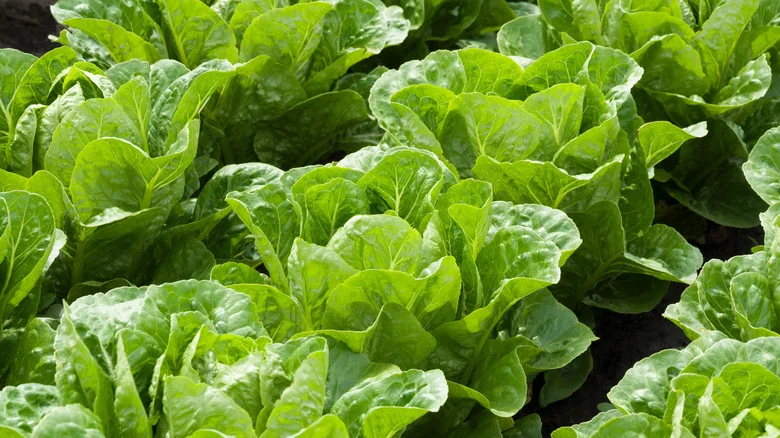 Gardening Mistakes That’ll Kill Your Lettuce Before You Can Enjoy It