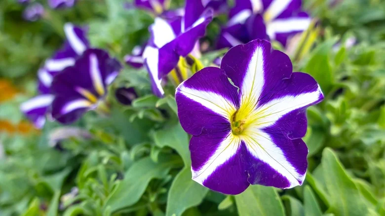 Gardening Mistakes That’ll Kill Your Petunias Before You Can Enjoy Them