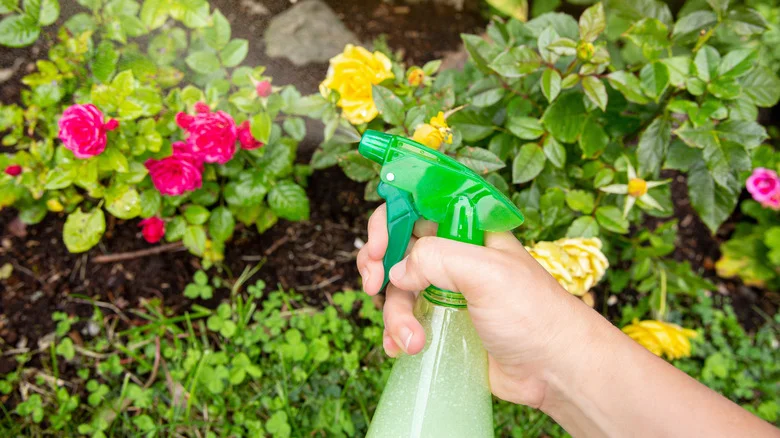 Genius Reasons You Should Be Using A Bottle Of Castile Soap With Your Plants