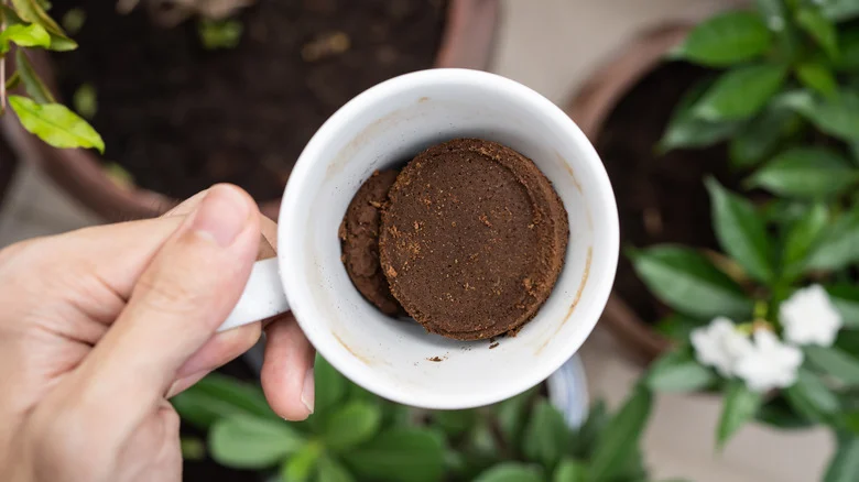 Genius Ways To Use Leftover Coffee Grounds In Your Yard & Garden