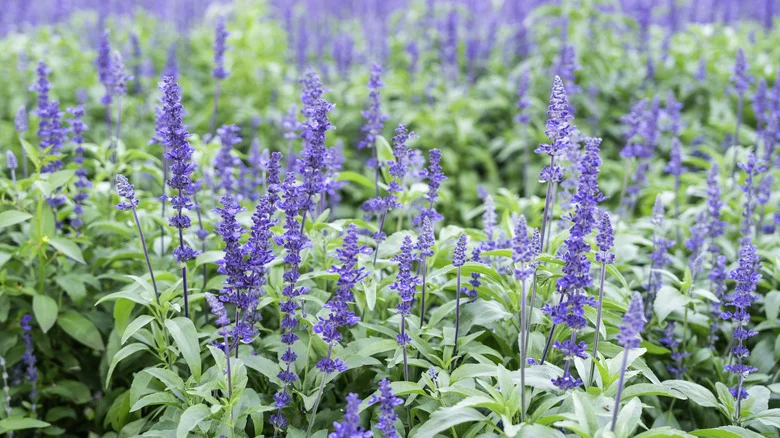 Genius Ways To Use Sage Around Your Home And Garden You’ll Wish You Knew Sooner