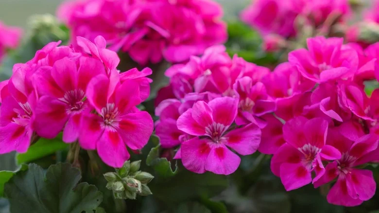 Geraniums: Everything You Need To Know Before Planting